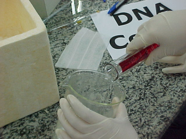 DNA - Cebola 2.JPG (56205 bytes)