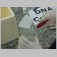 DNA - Cebola 2.html