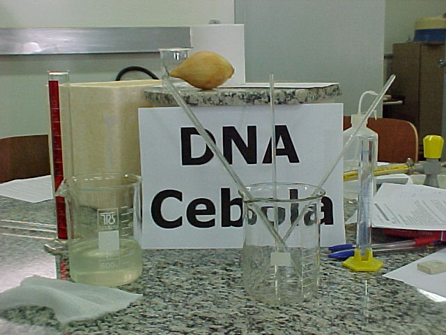 DNA - Cebola 3.JPG (64072 bytes)