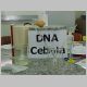 DNA - Cebola 3.html