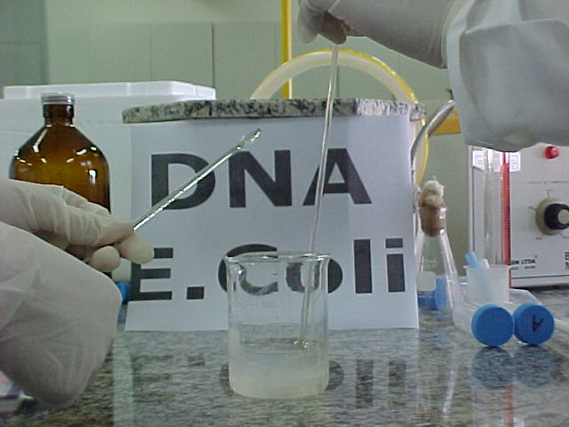 DNA - E.Coli 1.JPG (50594 bytes)