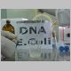 DNA - E.Coli 1.html