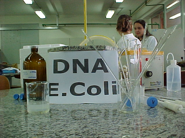 DNA - E.Coli 3.JPG (69818 bytes)