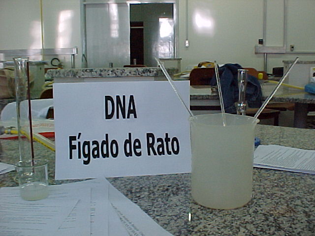 DNA-Fgado 1.JPG (58774 bytes)