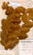 crotalaria hatschbachii v. sericea.jpg (617677 bytes)
