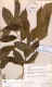 lonchocarpus grandiflorus.jpg (611213 bytes)