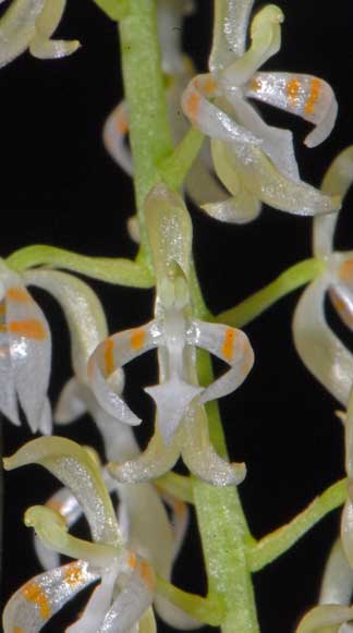 Notylia-angustifolia