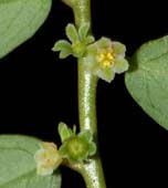 Phyllanthus-caroliniensis