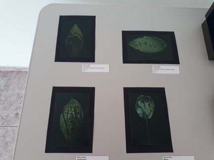 Fitopoéticas - ensaios entre arte e botânica (5)