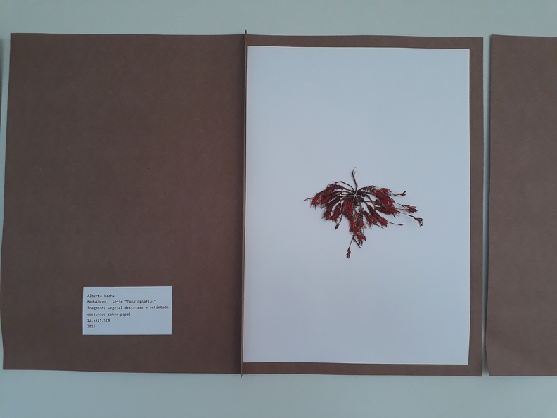 Fitopoéticas - ensaios entre arte e botânica (9).jpg
