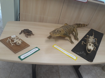 Taxidermia arte e ciência na preservação de vertebrados  (2)