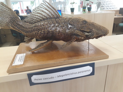 Taxidermia arte e ciência na preservação de vertebrados  (5)