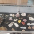 As conchas - suas formas e cores (2)