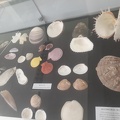 As conchas - suas formas e cores (4)